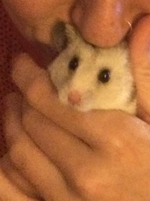 blog_mozaiekmakende-koninginnen_Henk-de-hamster