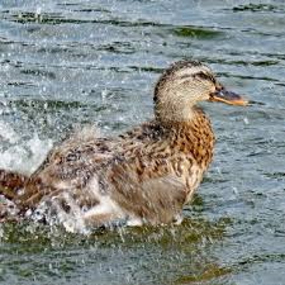 blogue_todos-os-patos-sabem-nadar