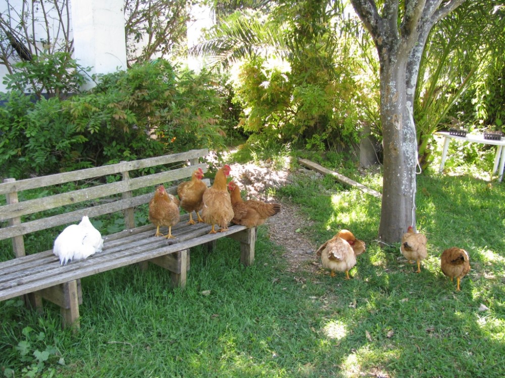 blogue_Termas-da-Azenha_abrigo-galinhas