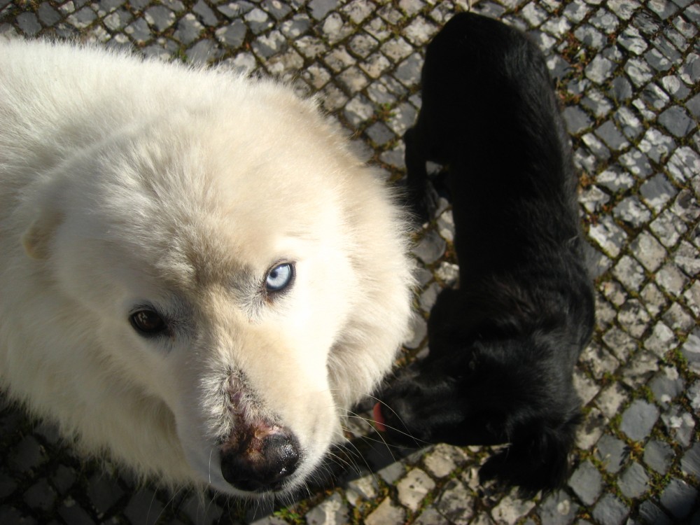 blog_schattige-baby-hondjes