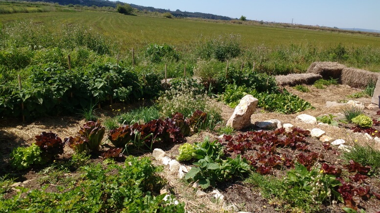 the-vegetable-garden-and-the-view-of-Termas-da-Azenha
