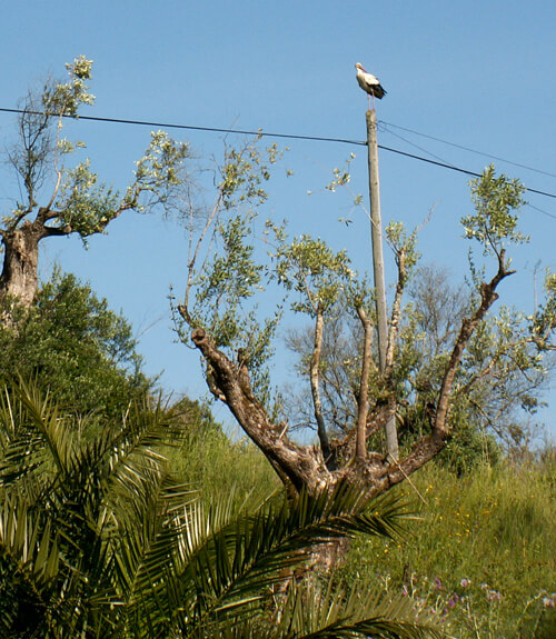 a-stork-in-a-tree-in-Termas-da-Azenha-holiday-rentals