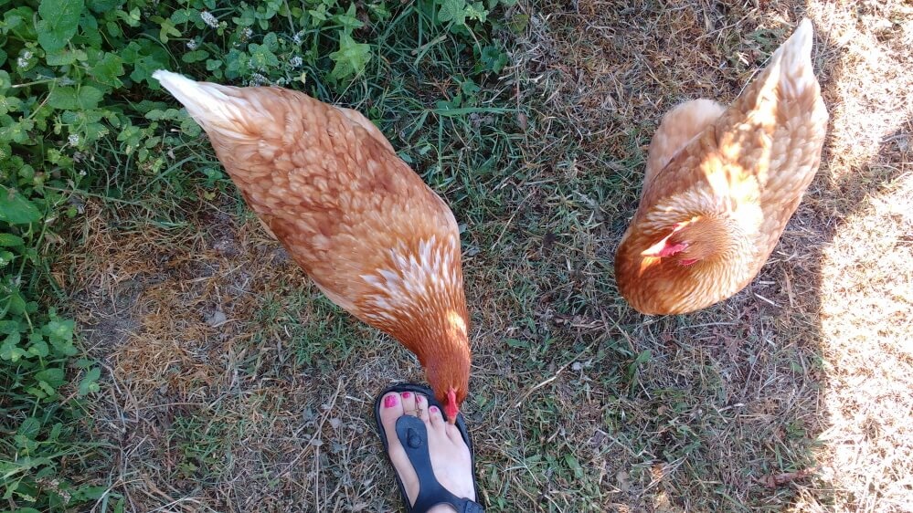 the chickens see something very attractive