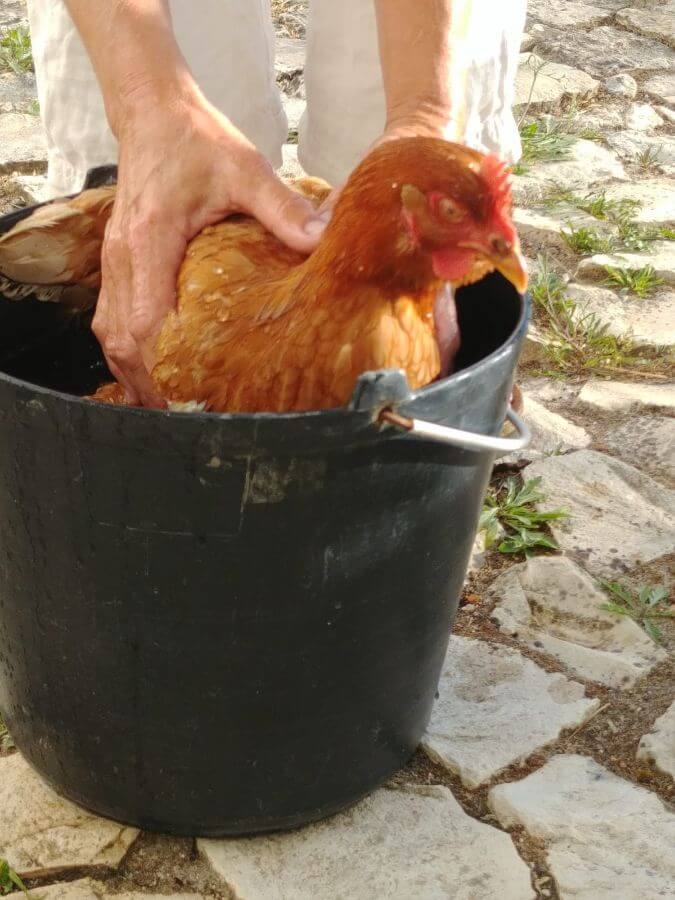 chicken in the bucket to cool her off
